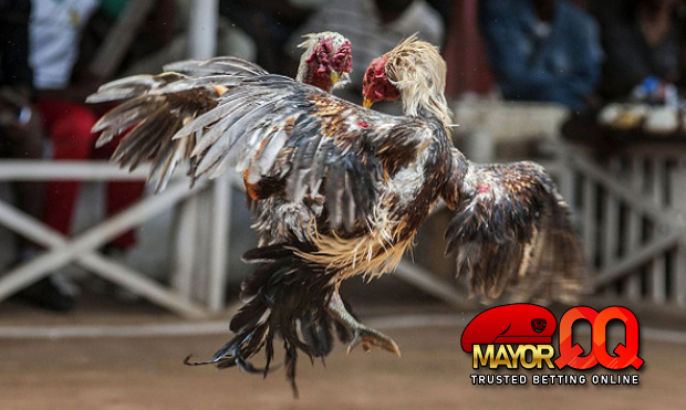 Sabung Ayam SV388 Indonesia MayorQQ