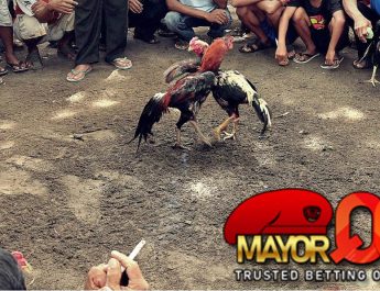 Langkah-Langkah Menang Bermain Sabung Ayam SV388