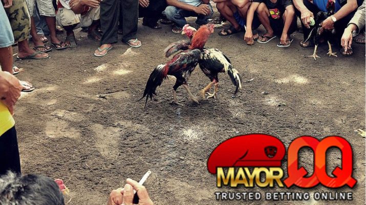 Langkah-Langkah Menang Bermain Sabung Ayam SV388